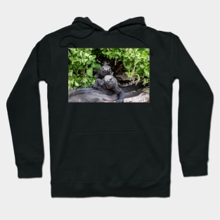 Galapagos Iguanas Hoodie